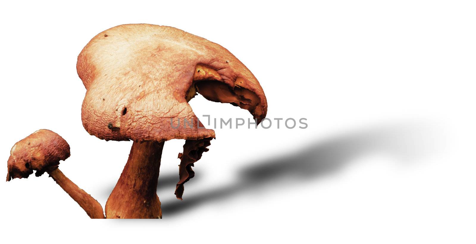  A Toadstool isolated on white with a drop shadow and room for text