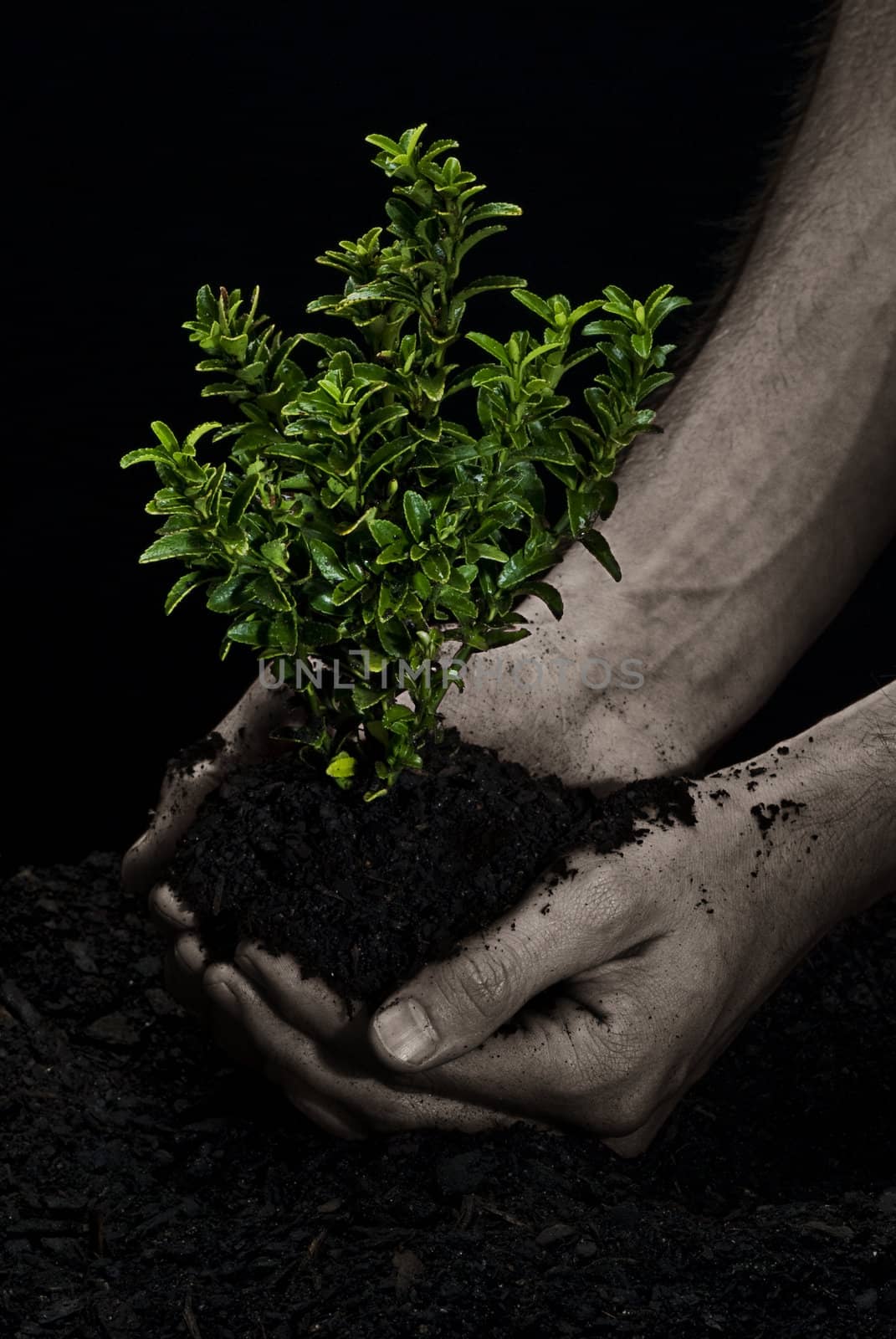 Male hands holding a small tree. Hands are dirty.