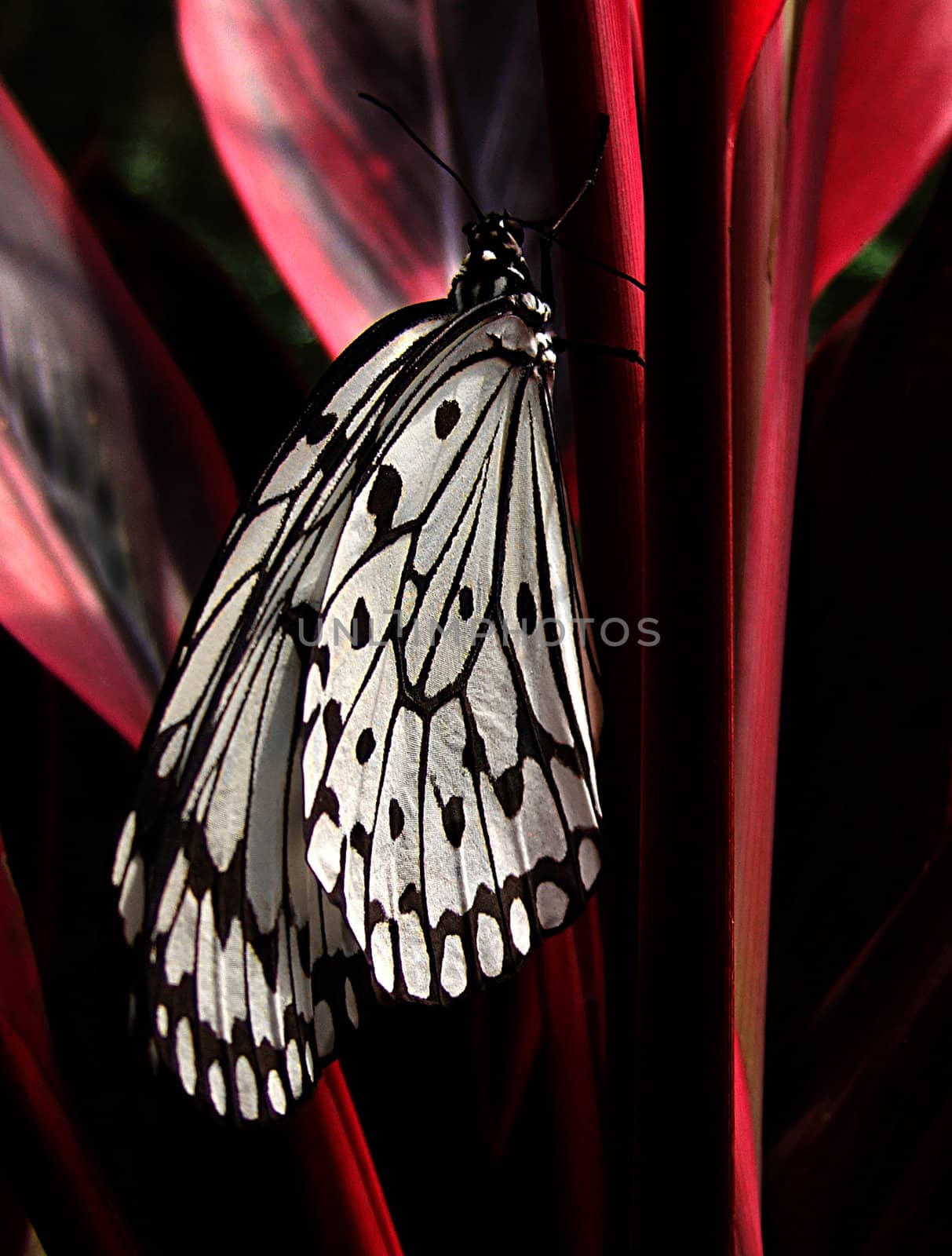 A black and white butterfly resting on a dark red plant.