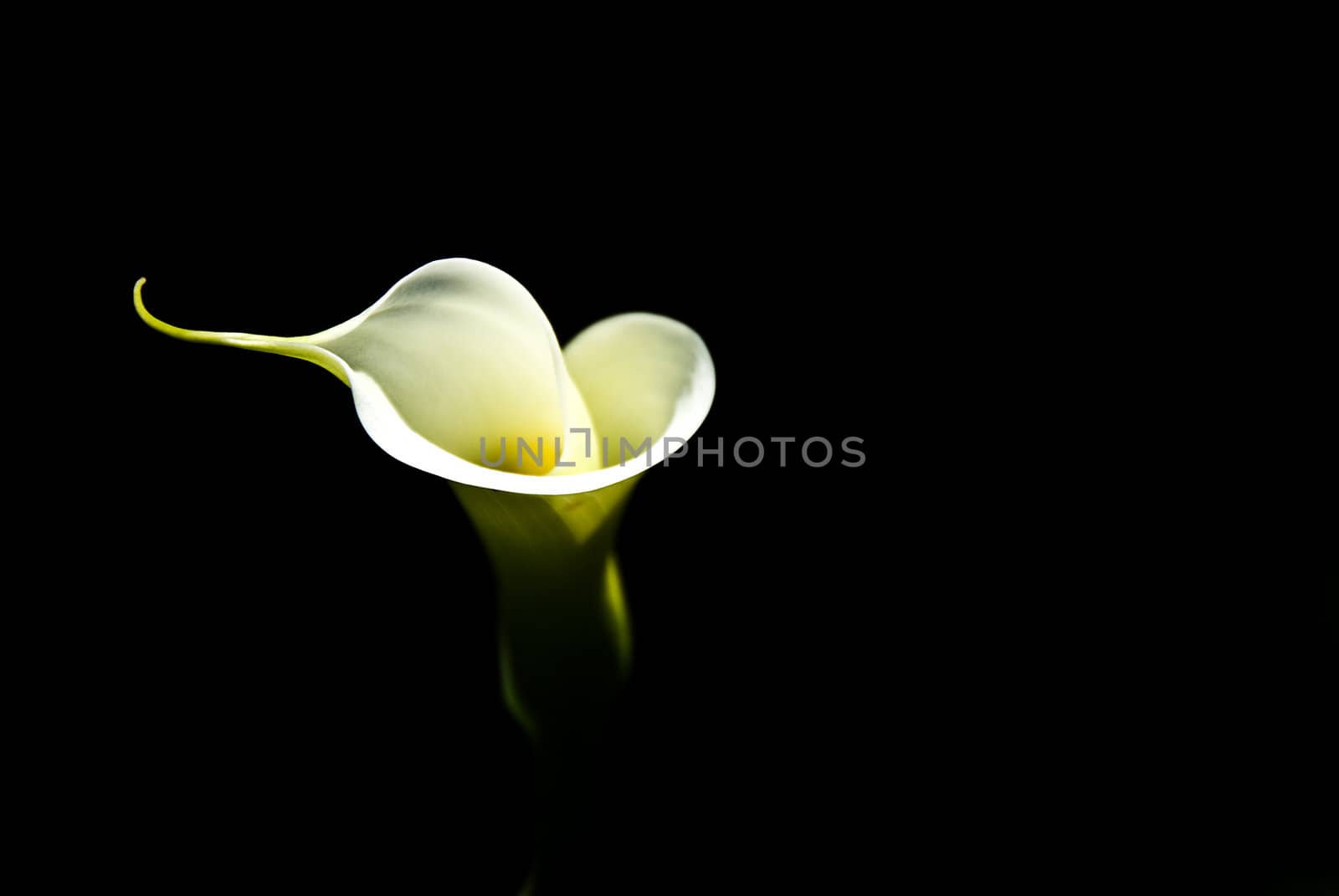 A single white lilly isolated on black.