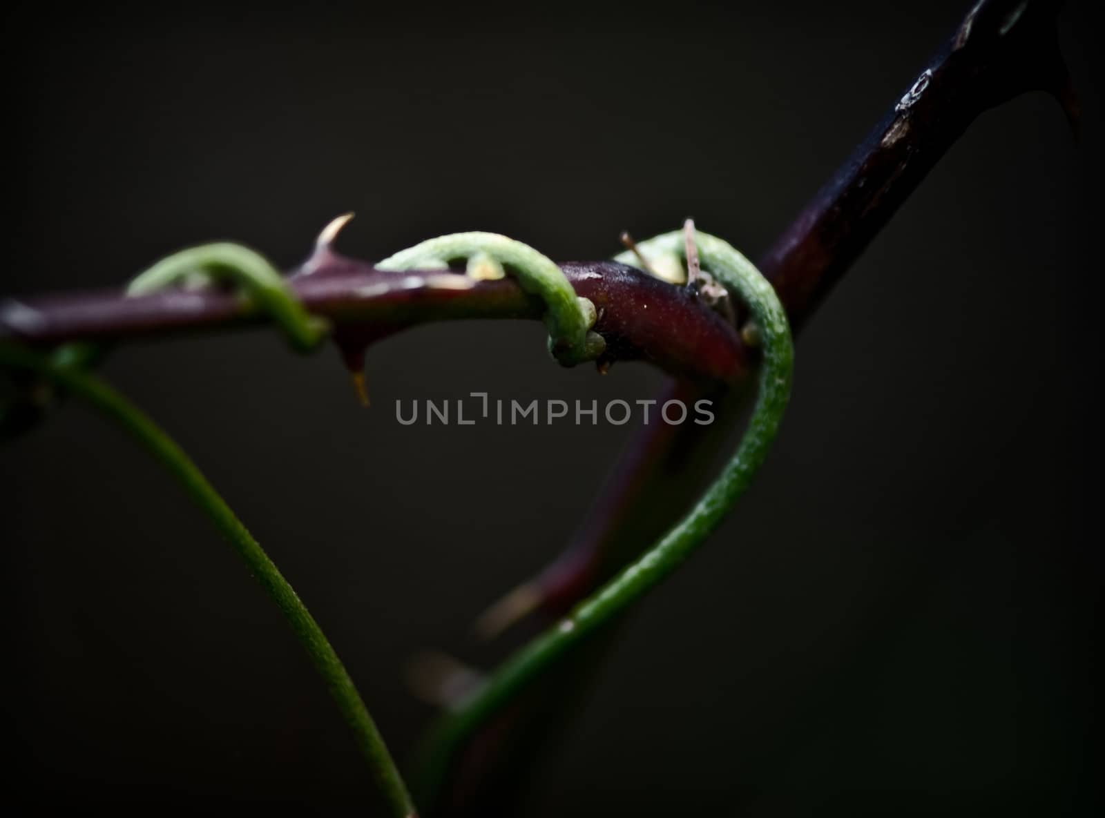 A vine growing around a thin branch. Narrow depth of field.