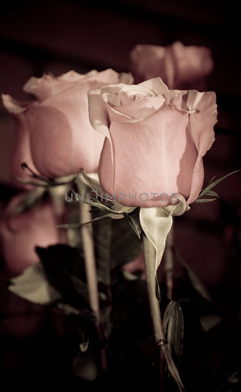 A bunch of roses edited to look antique in style.