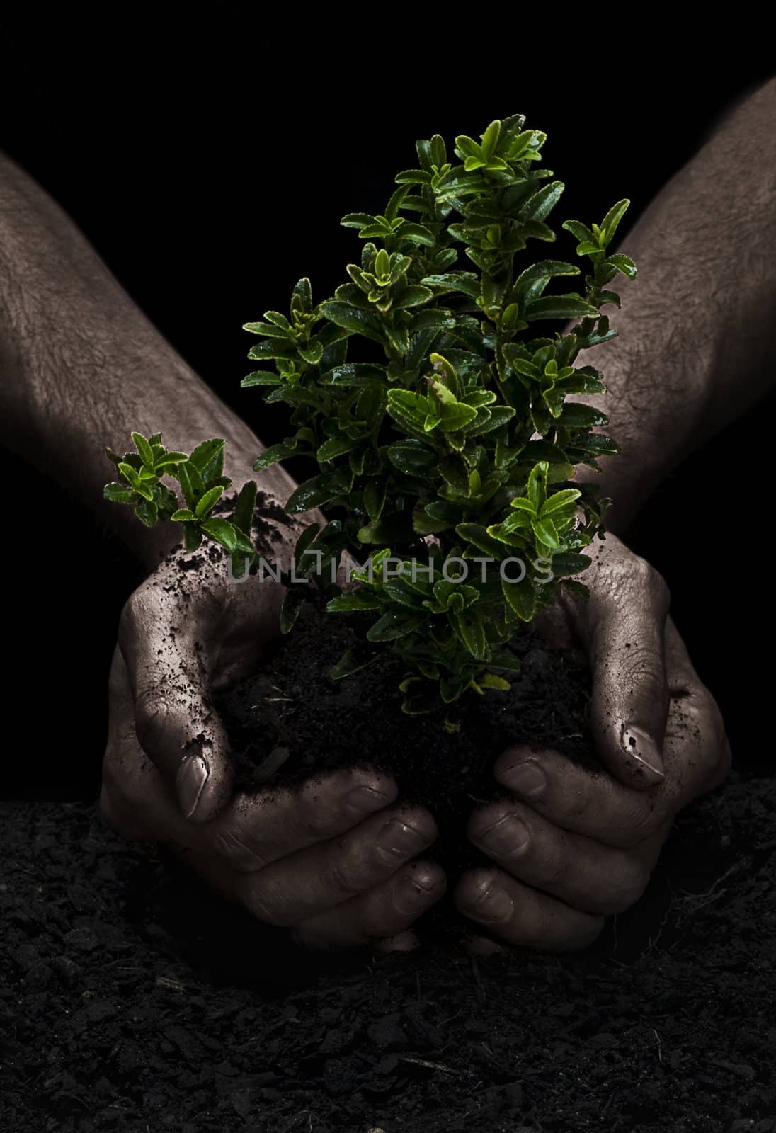 Male hands holding a small tree. Hands are dirty.