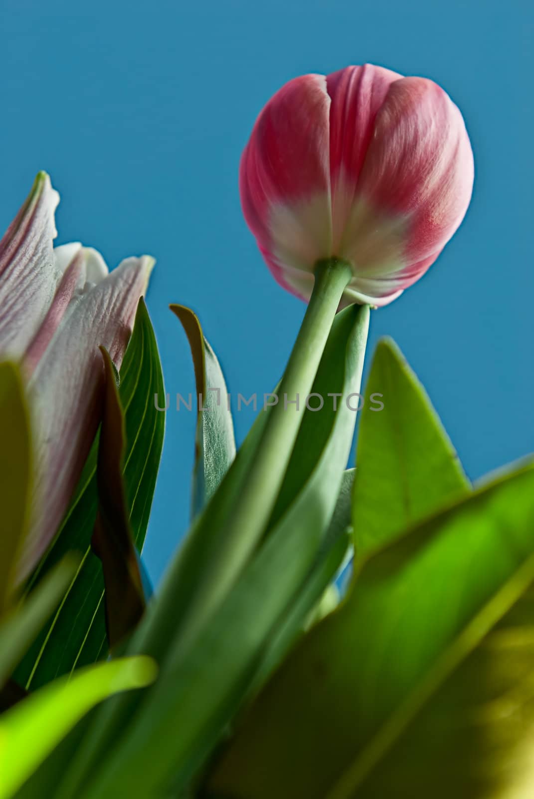 A bunch of flowers with green leaves. Tulips, roses etc. on a blue sky background.
