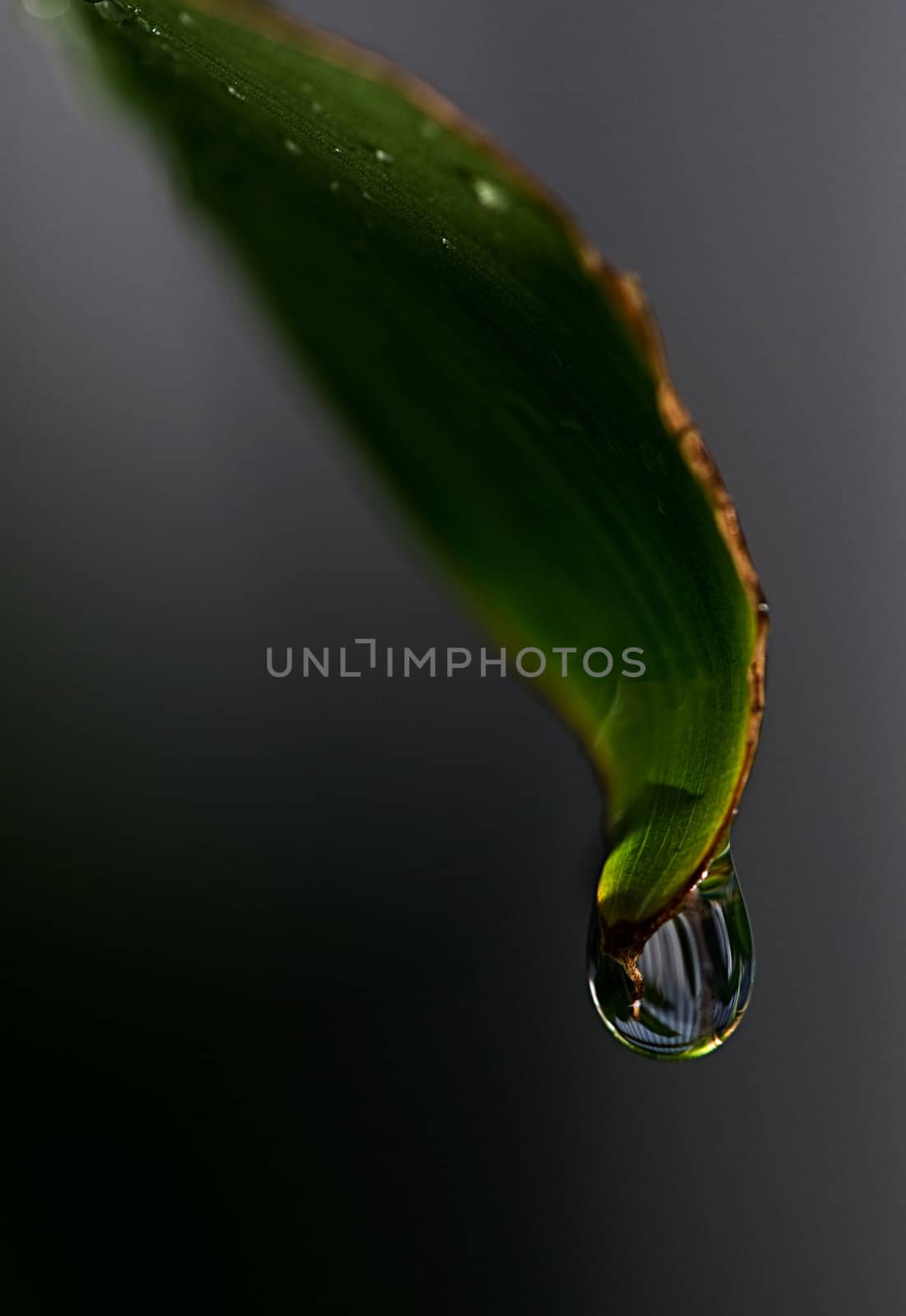 A single drop of rain running doen the leaf and about to drop off of the end.