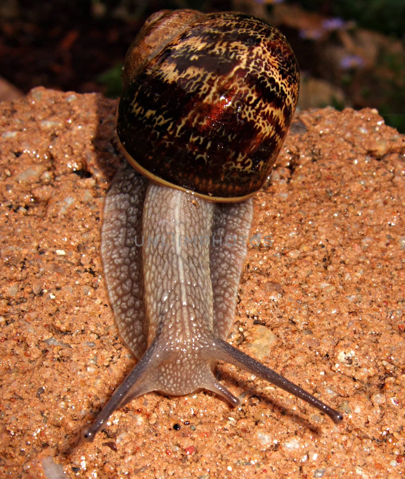 A wet snail on the ground fully extended from its shell