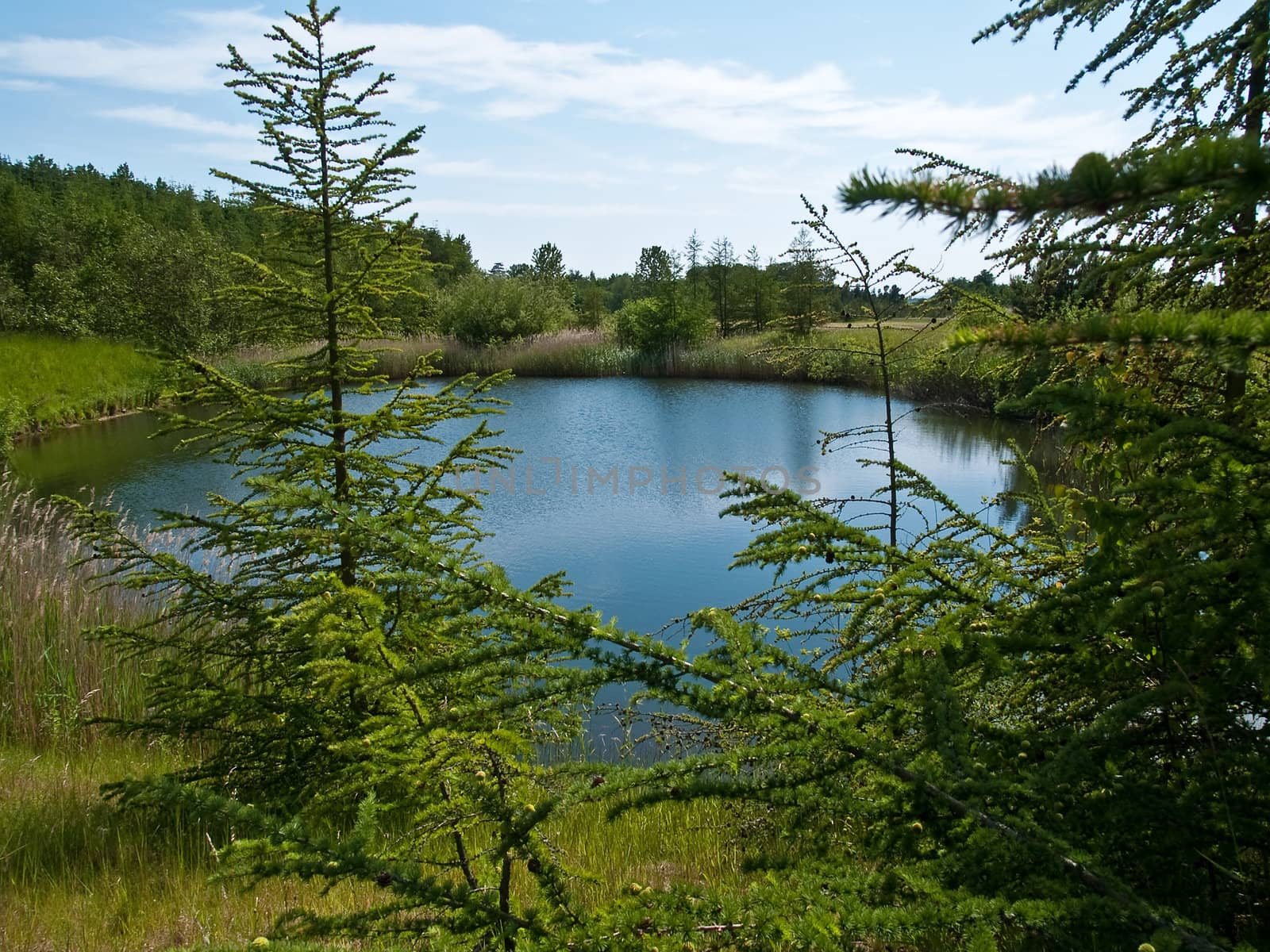 Amazing landscape of a small forest lake
