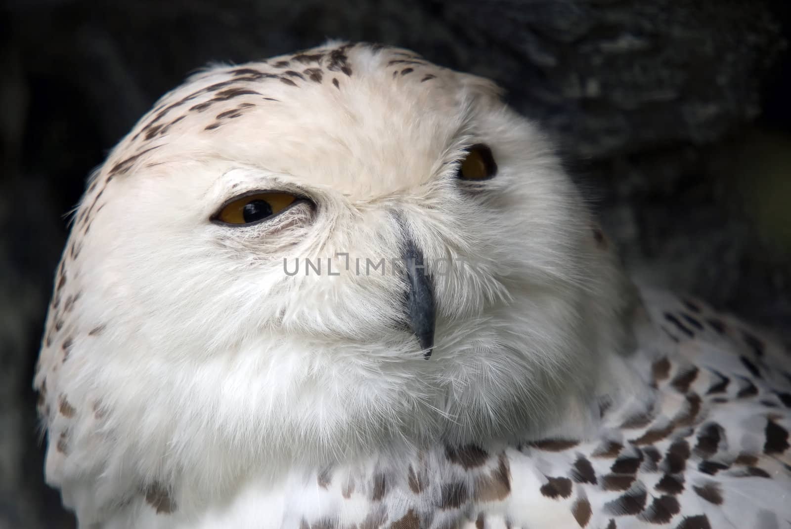 Close up portrait of a beautiful snowy owl