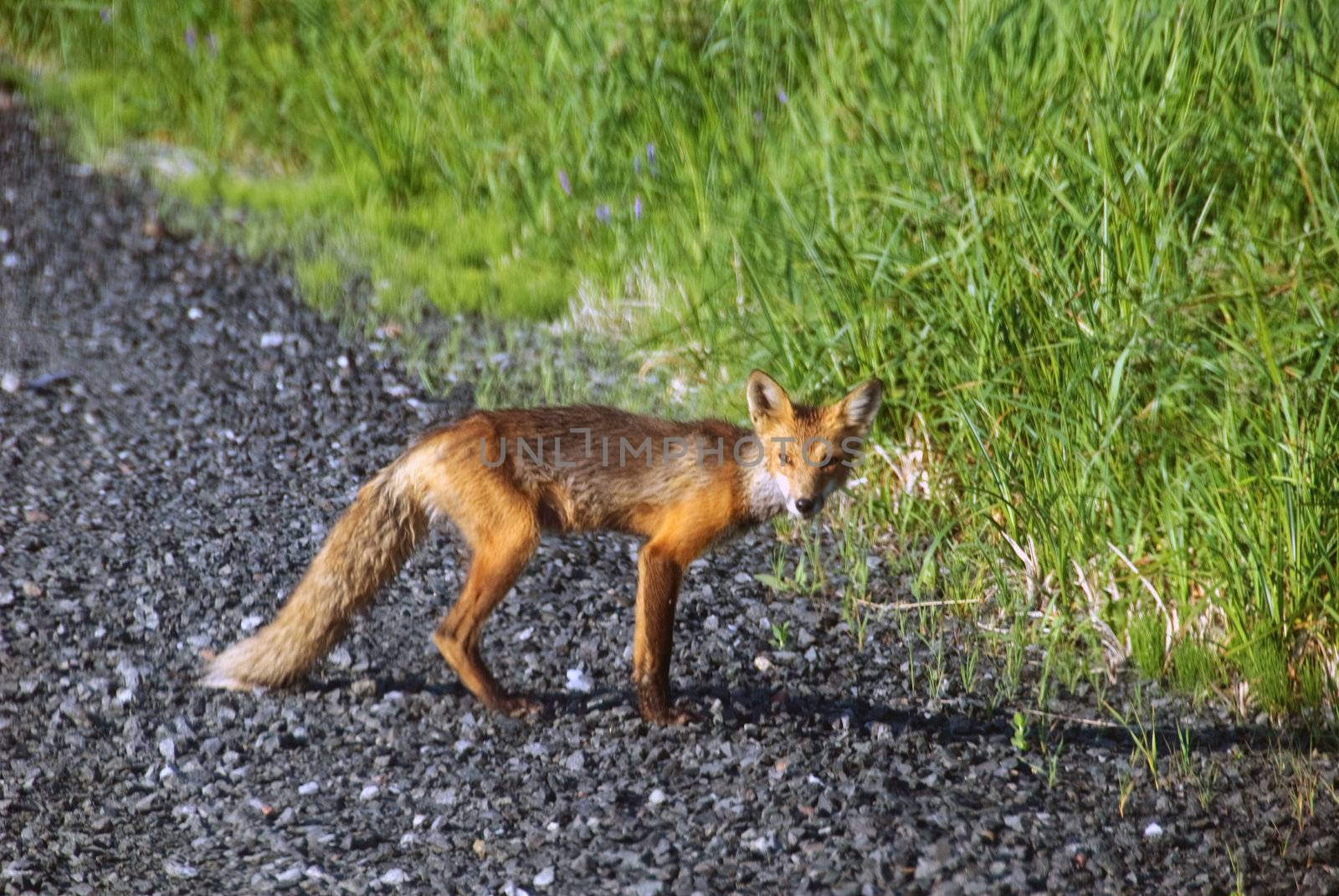Picture of a skinny Red Fox on the side of the road