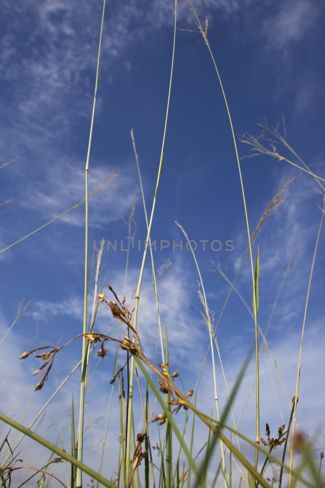 Grass and Sky by BengLim