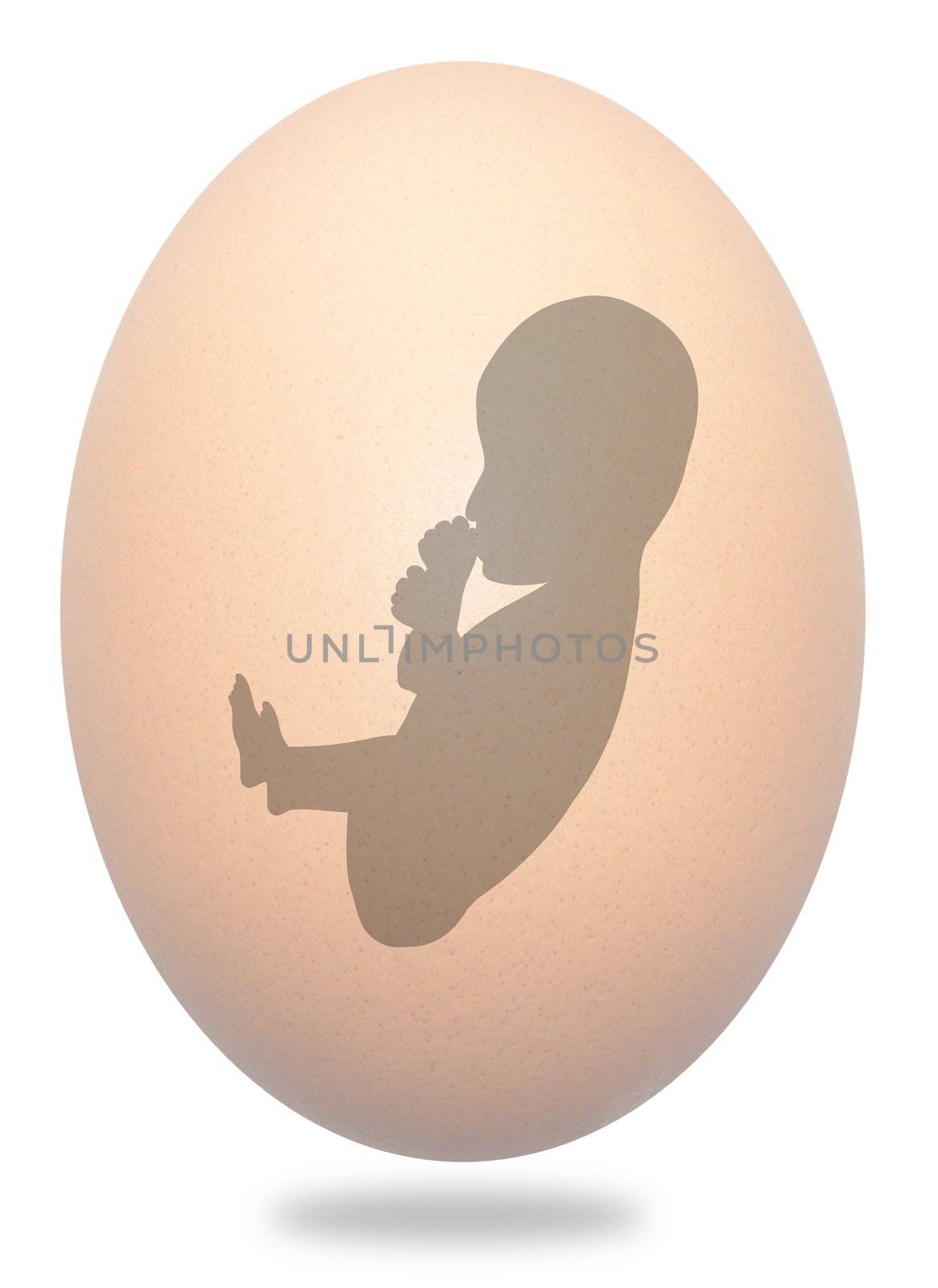 Foetus in egg by darrenwhittingham