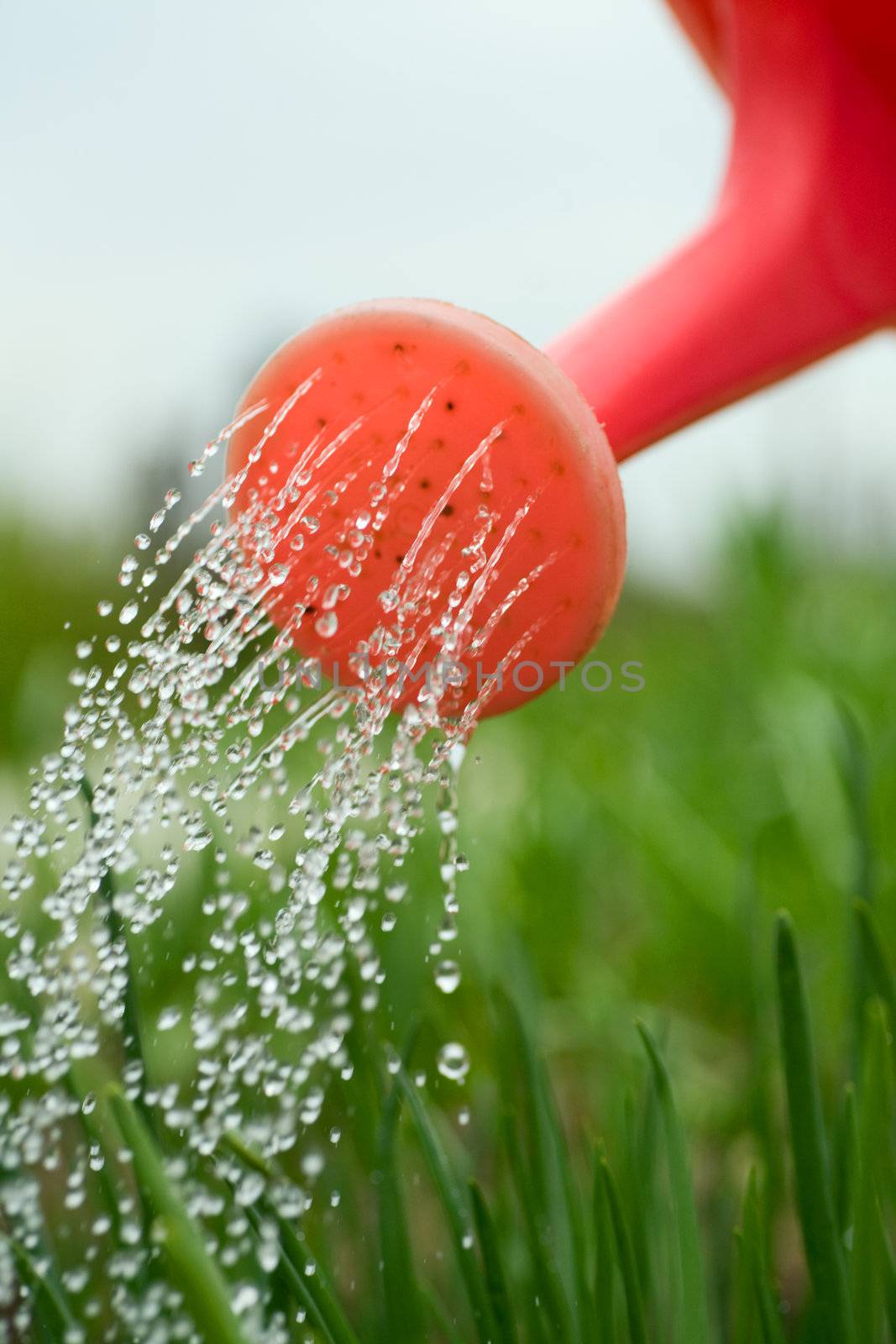 Water pouring from pink  watering can onto green  Allium