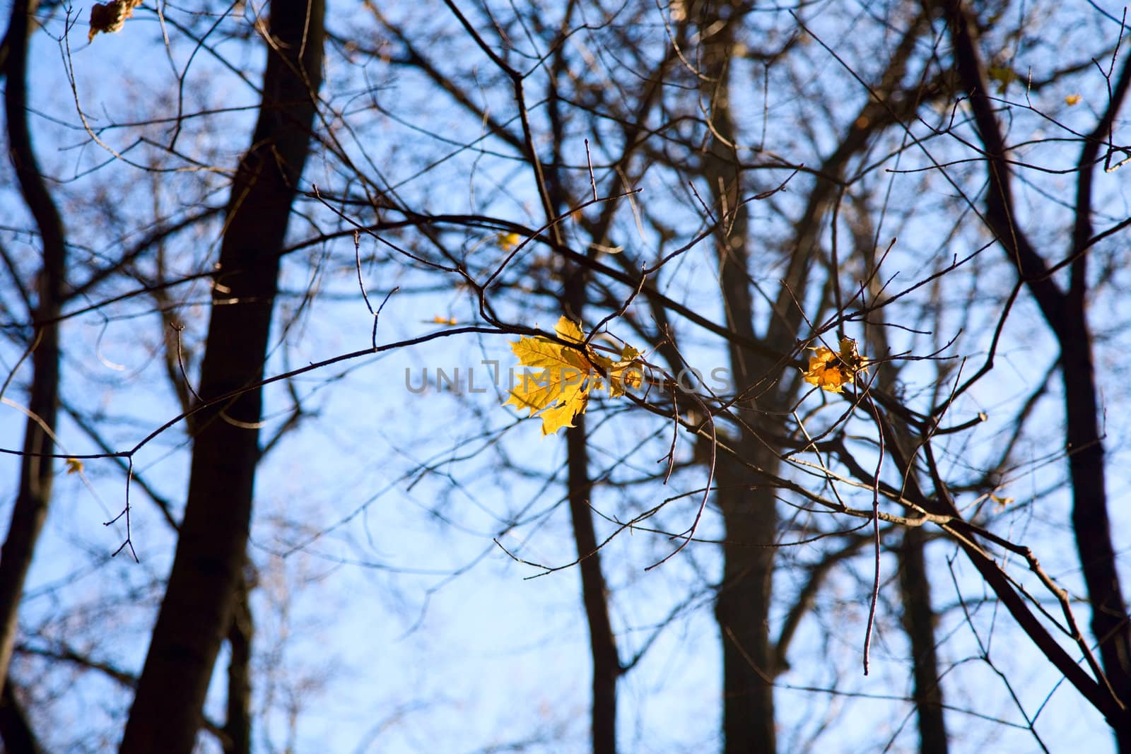 last golden leaf at the tree among the branch against beautiful  blue sky