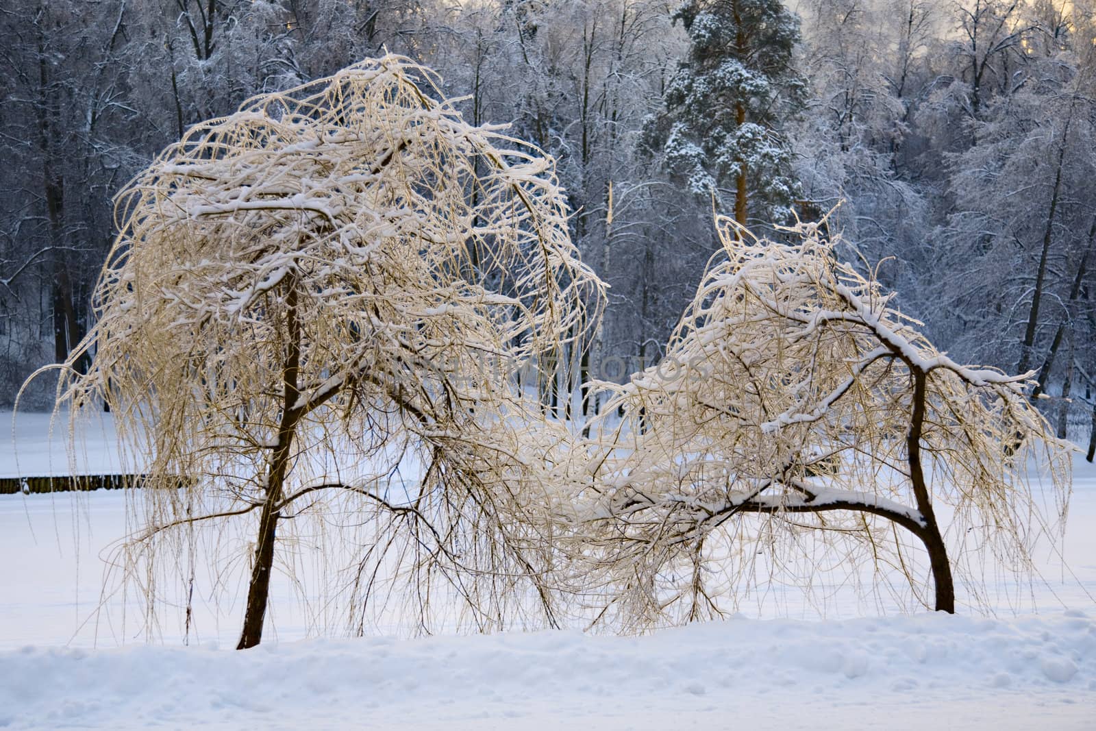 Winter scene - ice on osier trees in park