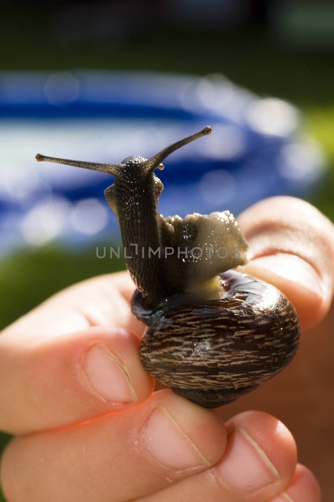 Snail by Alenmax