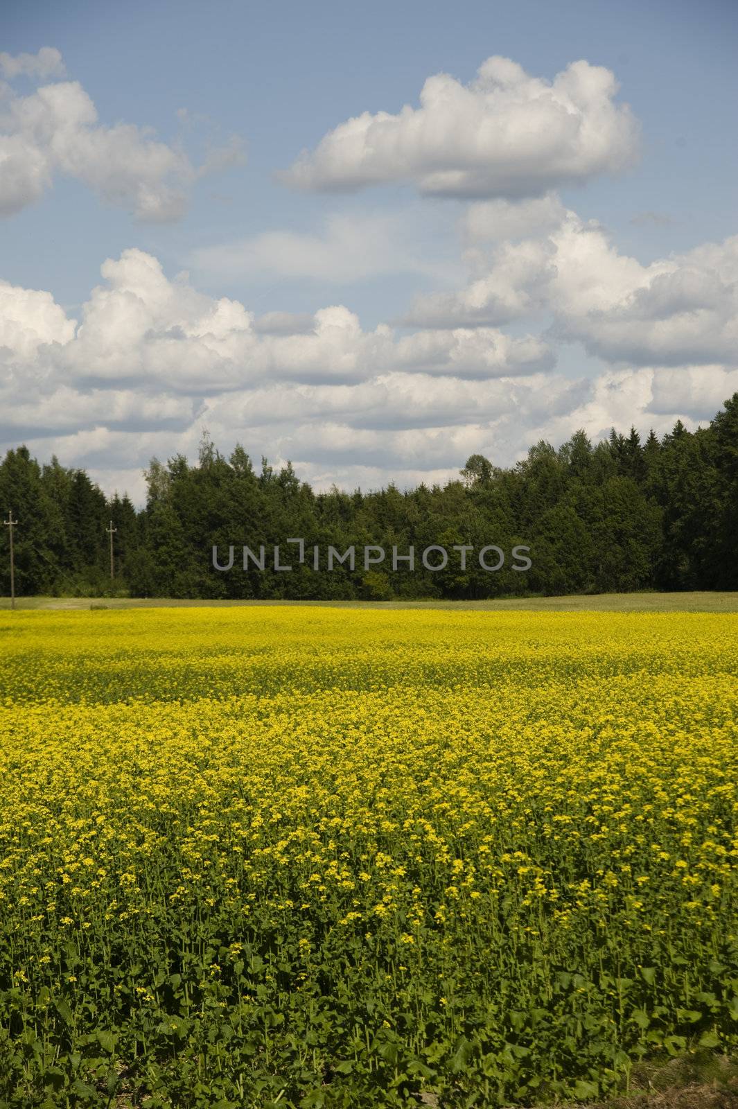 The rape field in Finland taken on July 2009