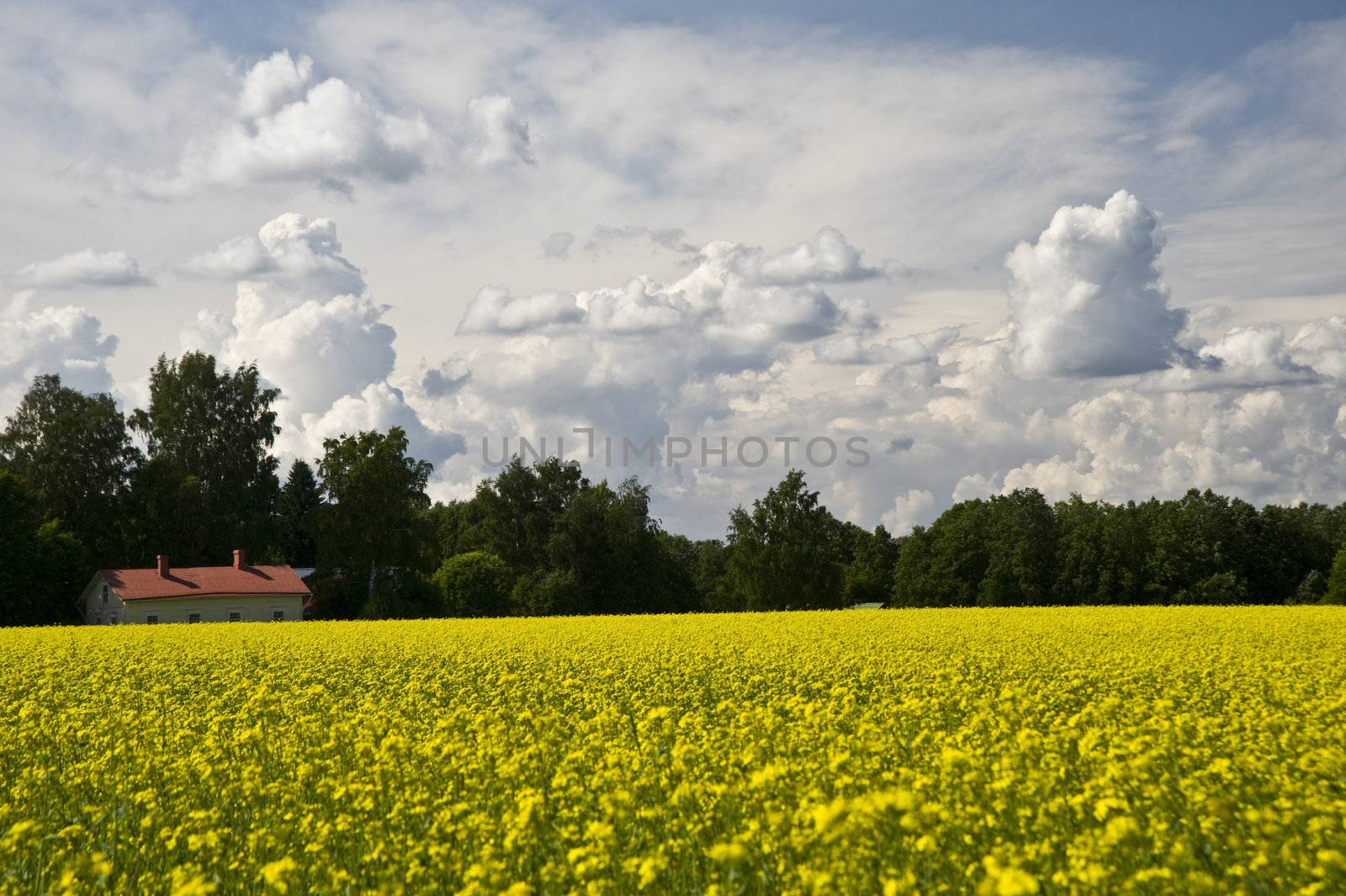 The rape field in Finland taken on July 2009