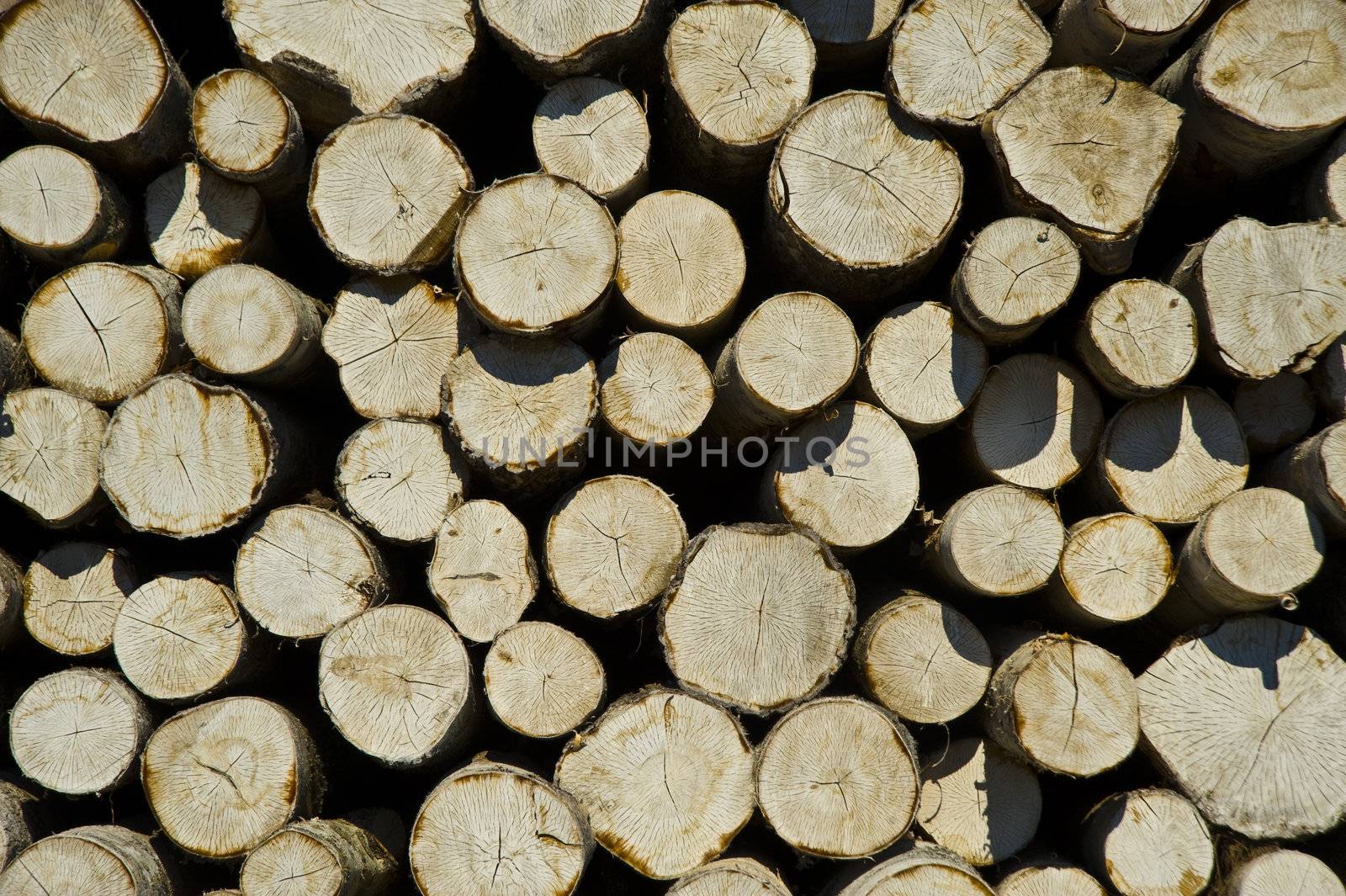 Logs storage in the plywood factory in Sankt Petersburg Russia