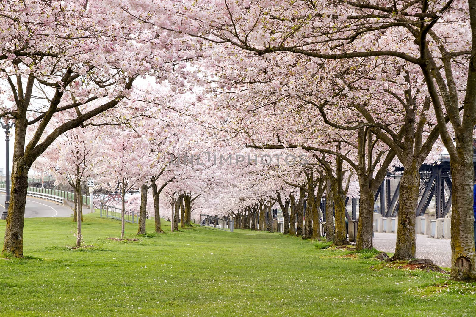 Cherry Blossom Trees in Waterfront Park by Davidgn