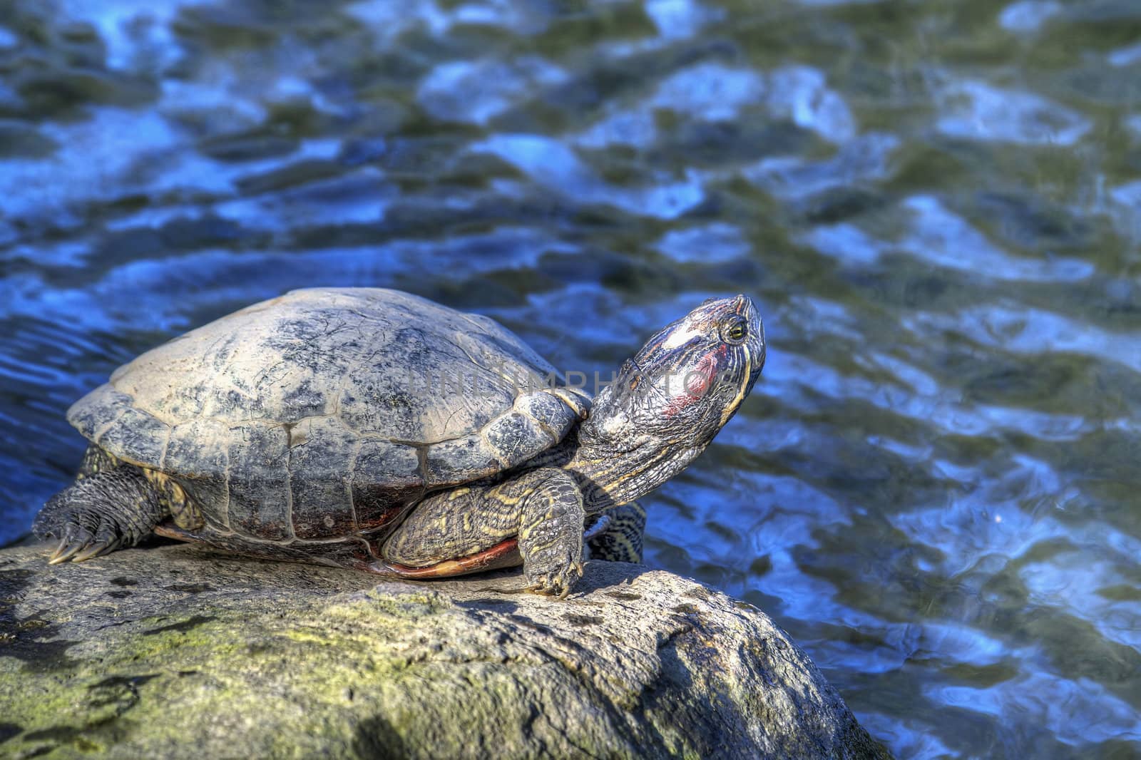 Tortoise Sunbathing by the Pond by Davidgn