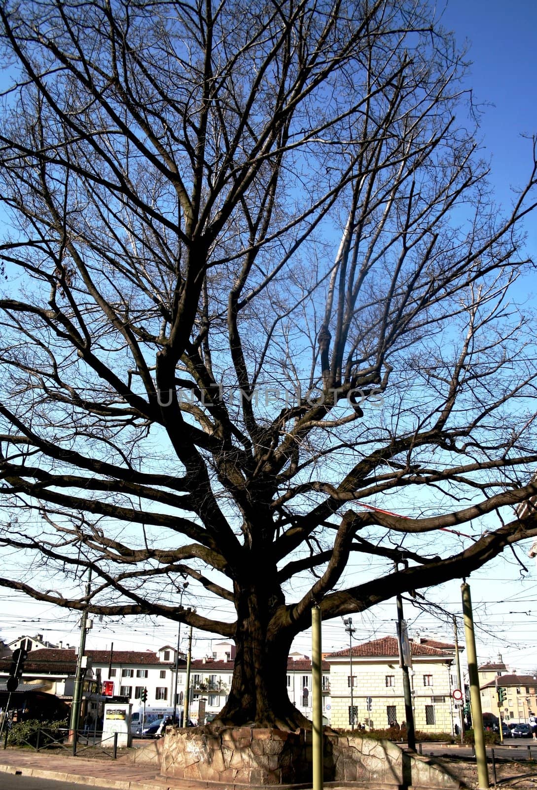 Big tree by adrianocastelli