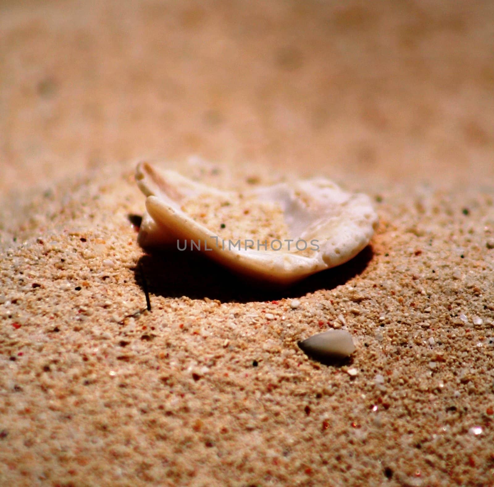 Pieces of shell on Eagle beach, Aruba, Ducth Caribbean.