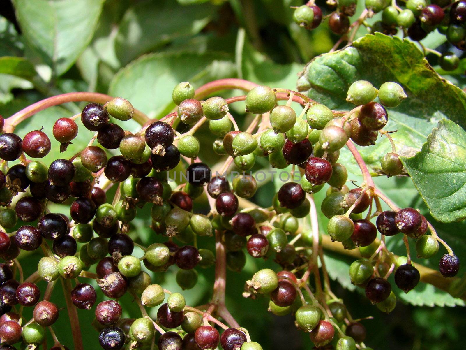 close up of elderberry