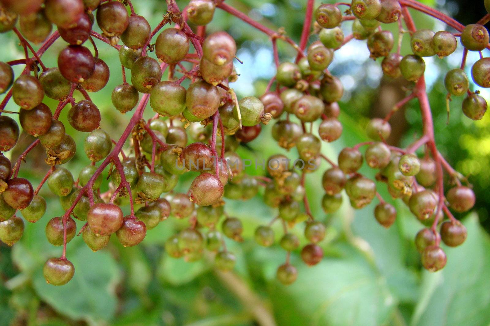 close up of elderberry