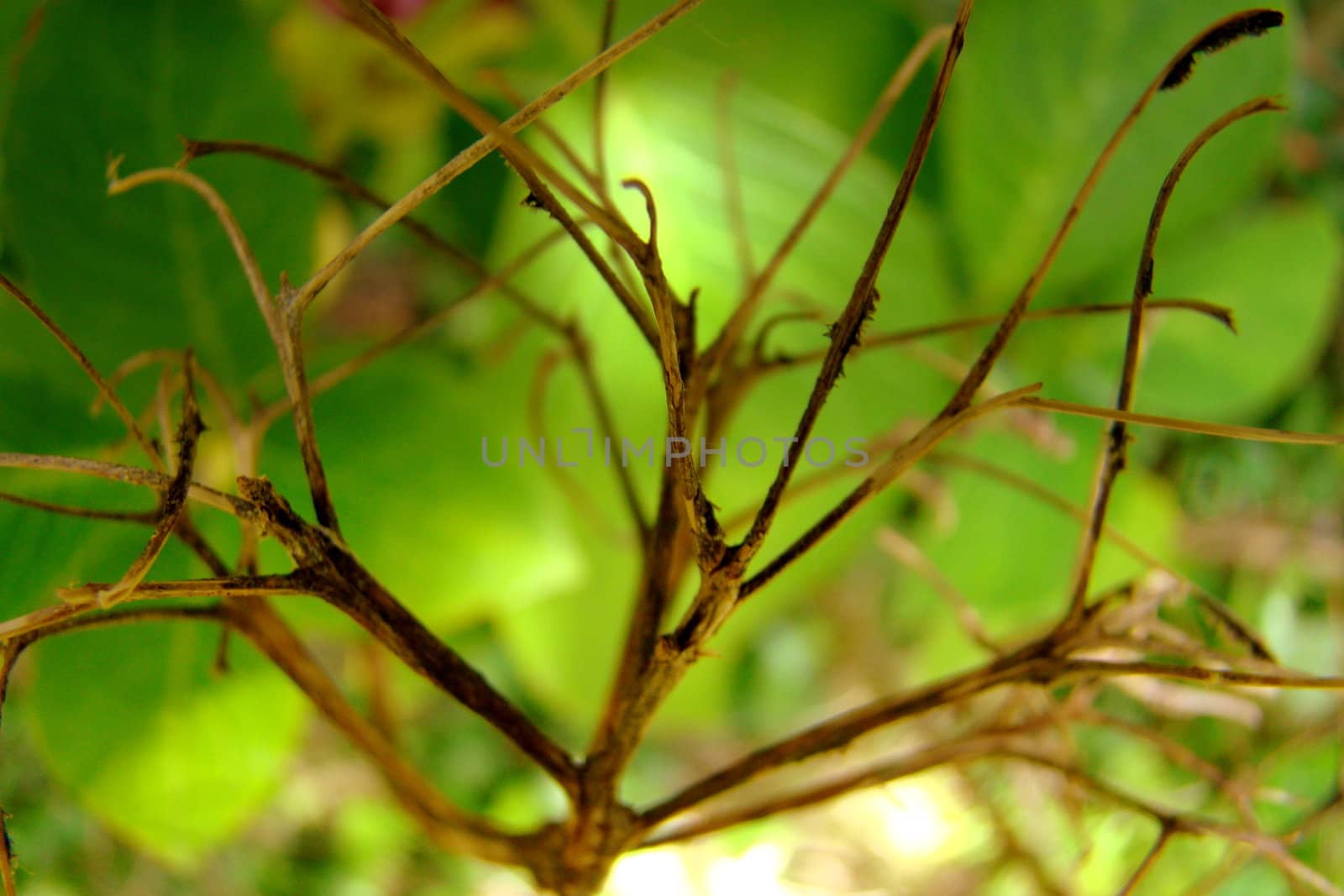 close up of twigs in garden
