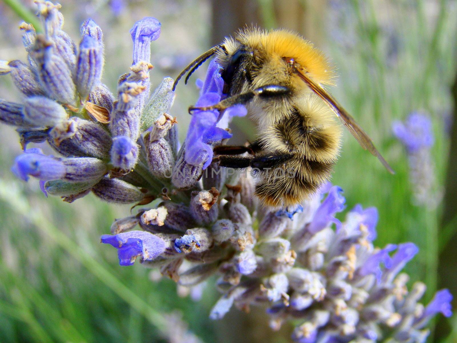 close up uf bee on lavender