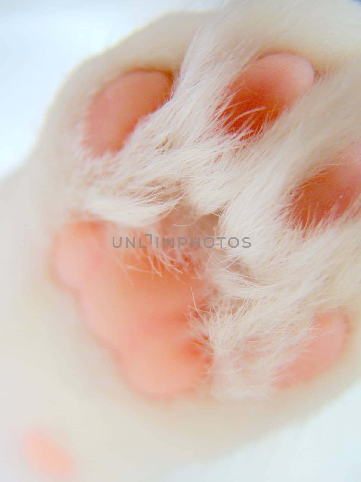 close up of white cats paw