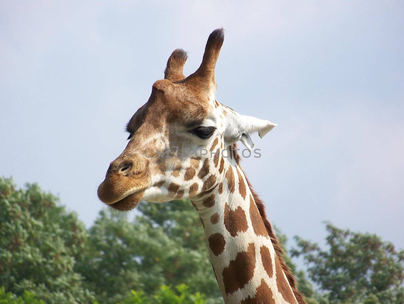 close up of the head and neck of a meditating net giraffe