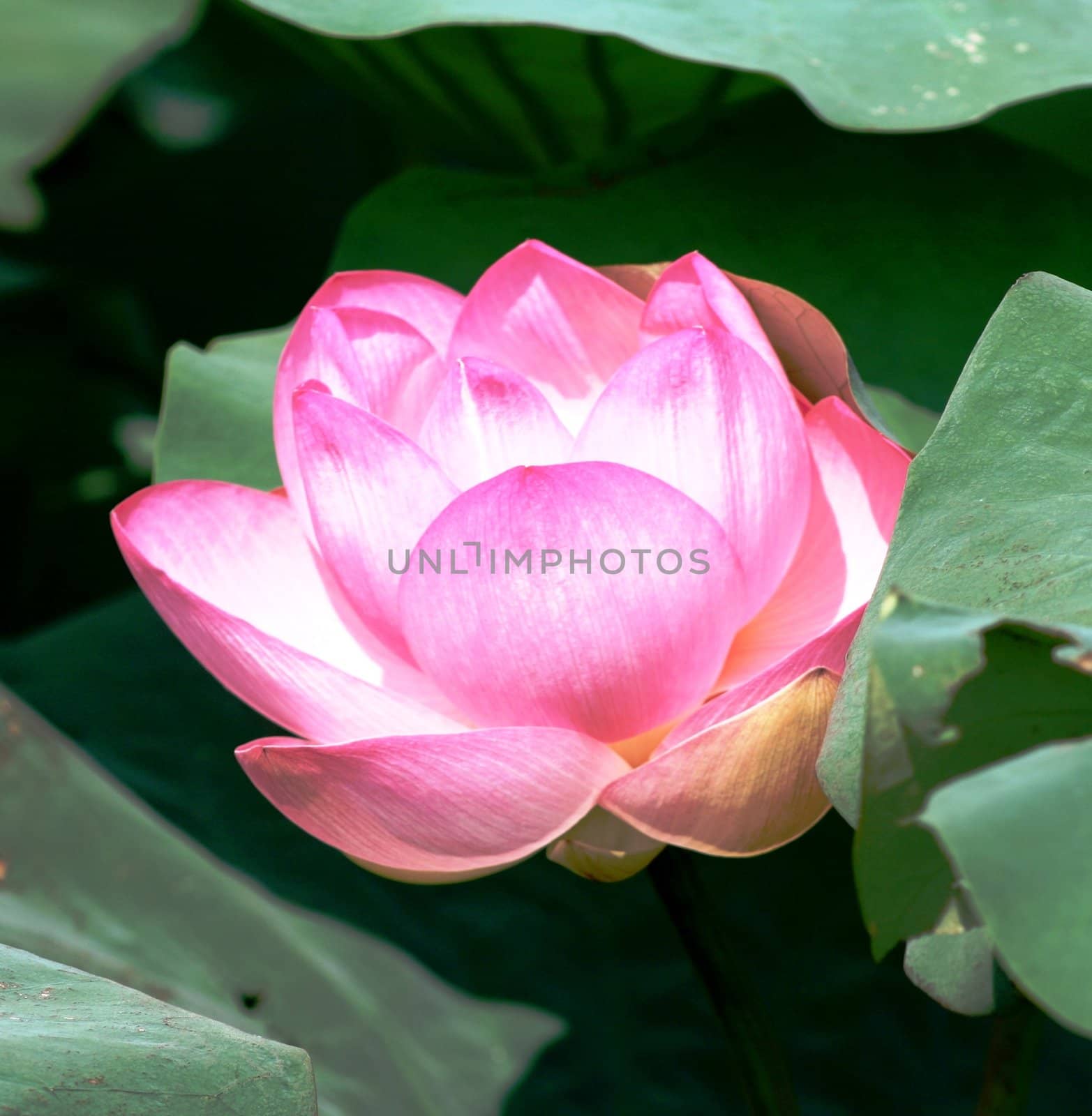 Lotus flower on green leaves
