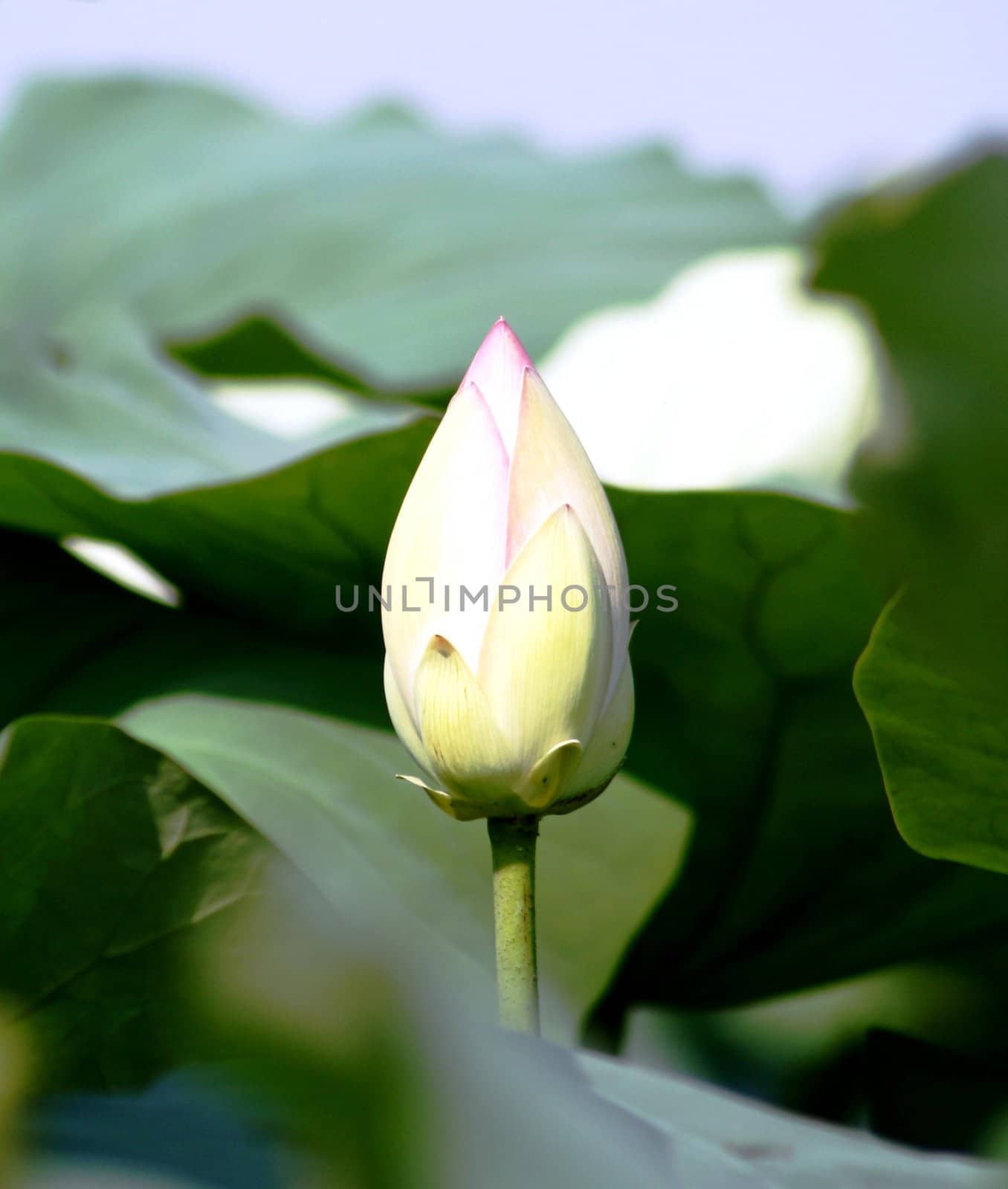 Lotus bud by adrianocastelli