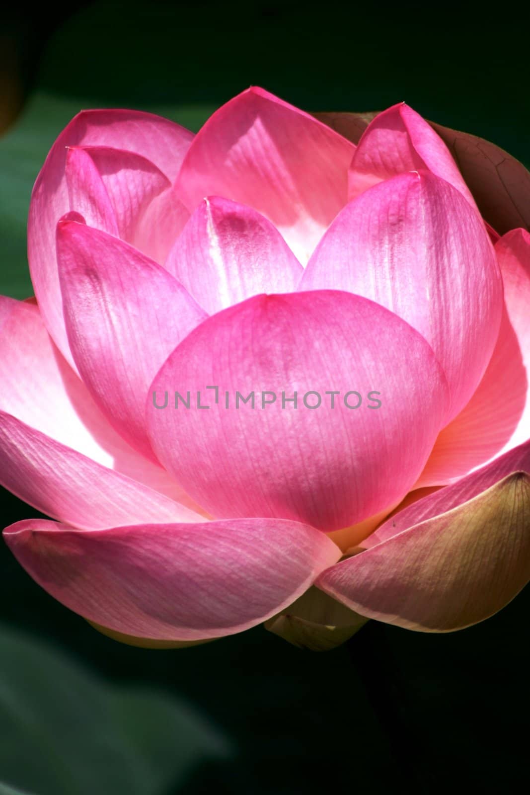 Lotus flower details