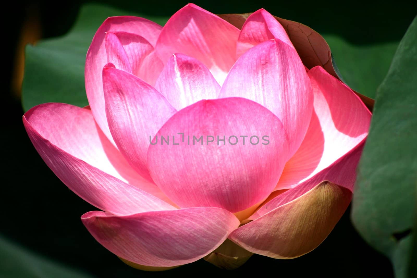 Pink lotus details