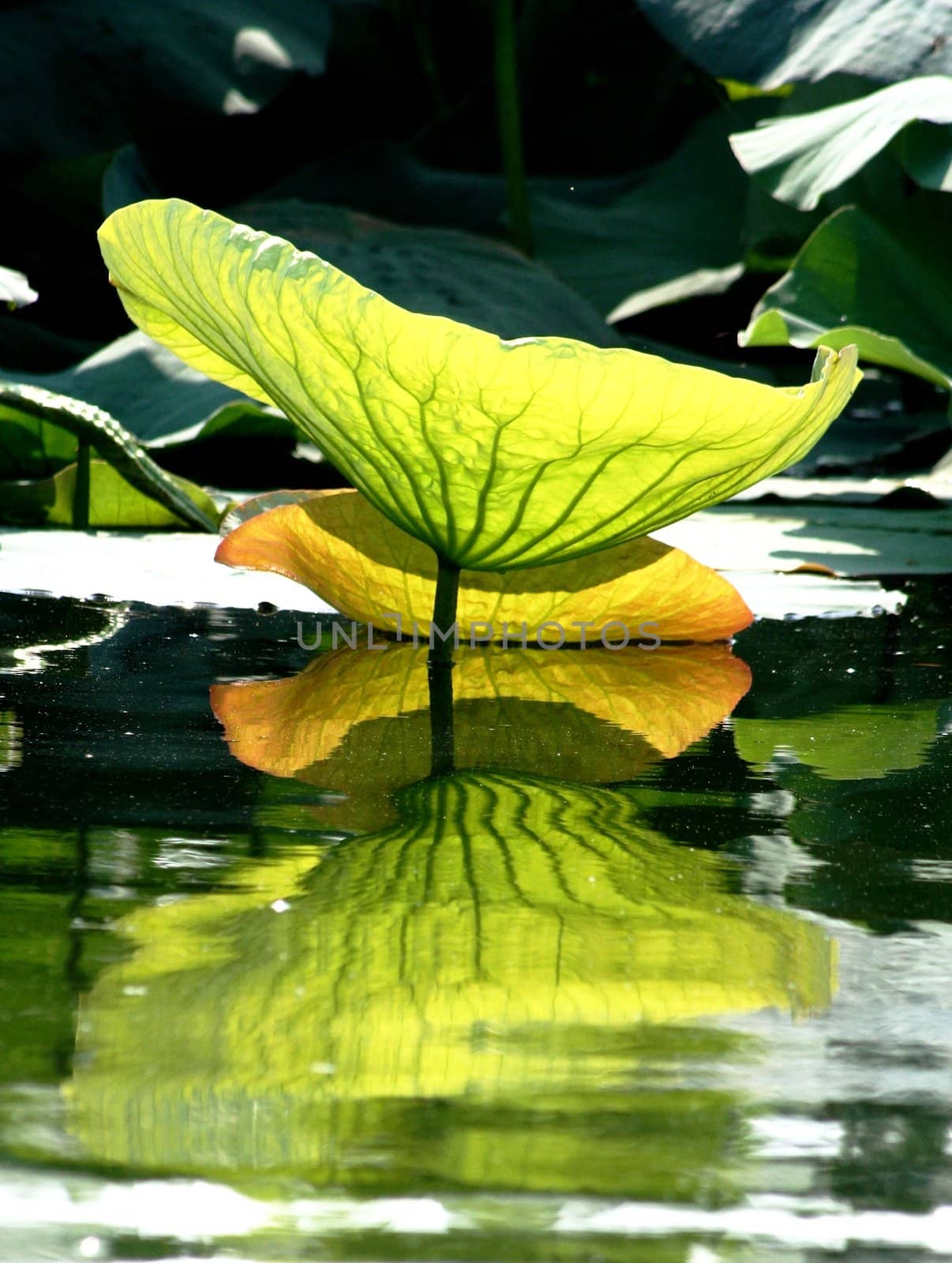 Lotus leaf reflection in the lake