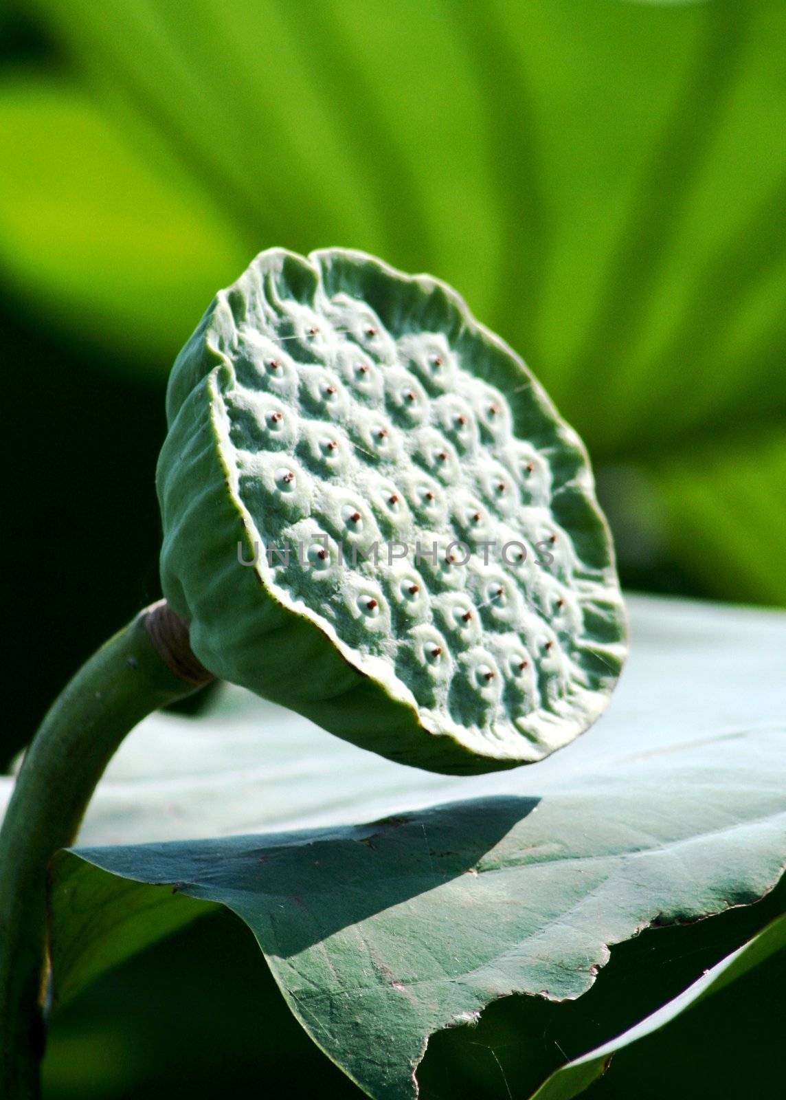 Lotus plant details