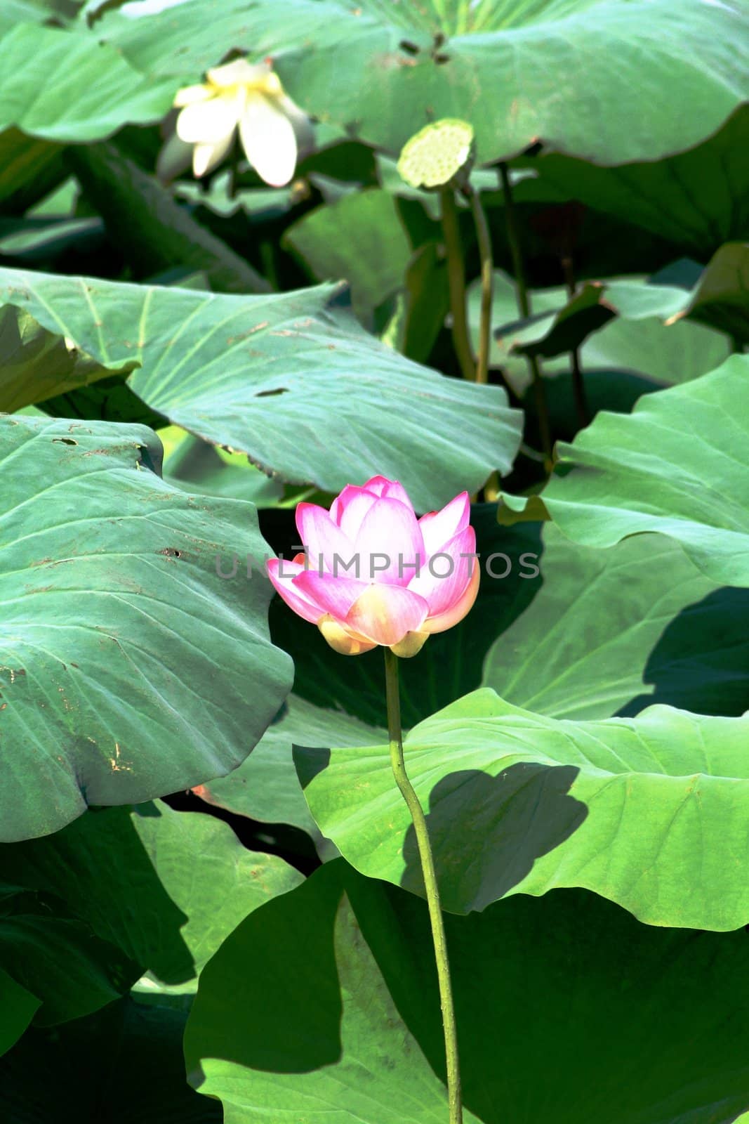 Lotus and leaves by adrianocastelli