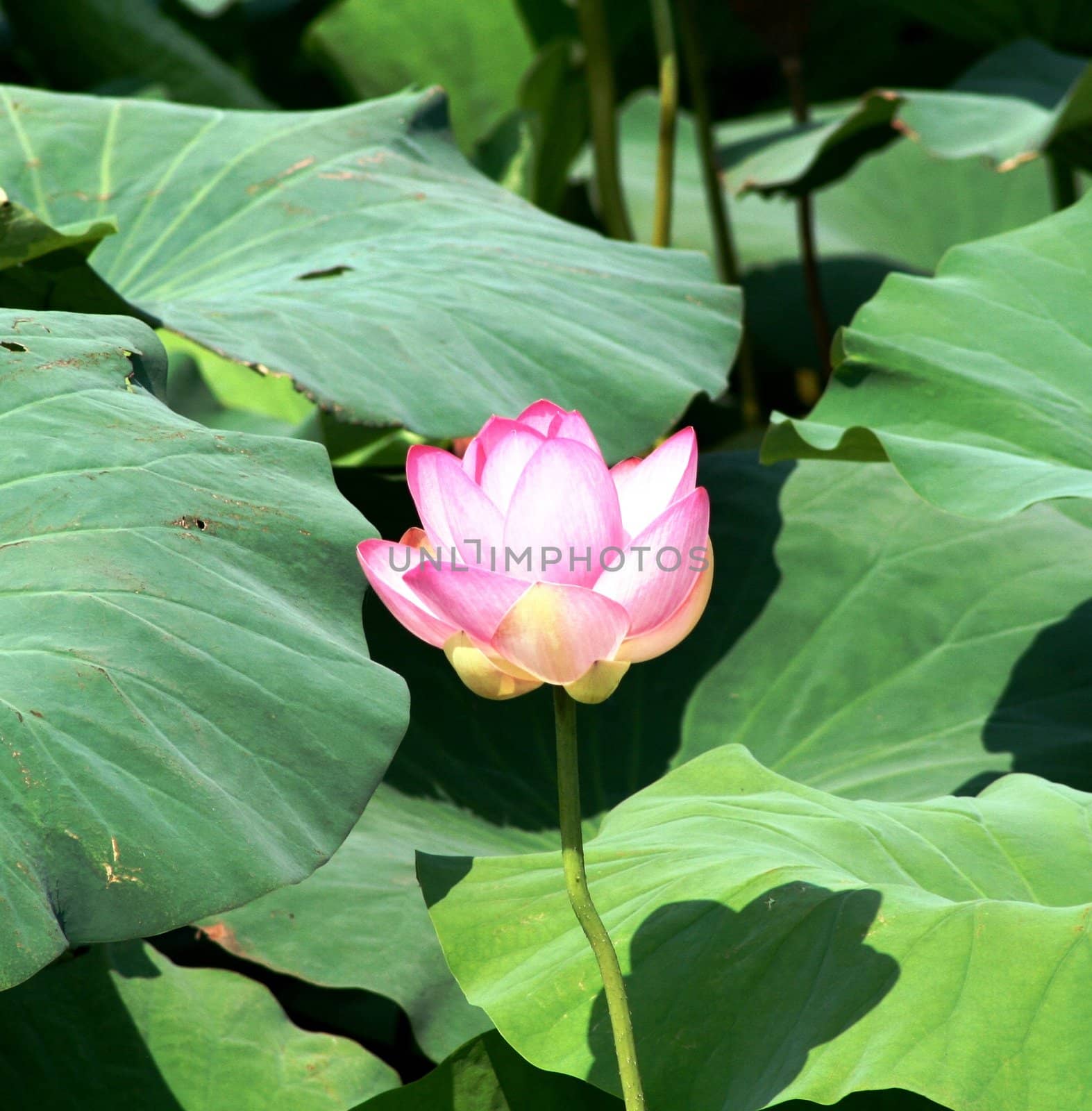 Lotus flower and green leaves