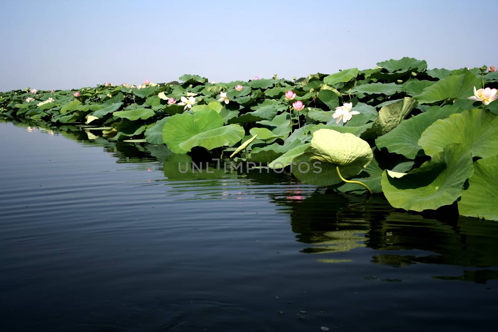 Profile of lotus flowers in lake of Mantova, Italy.