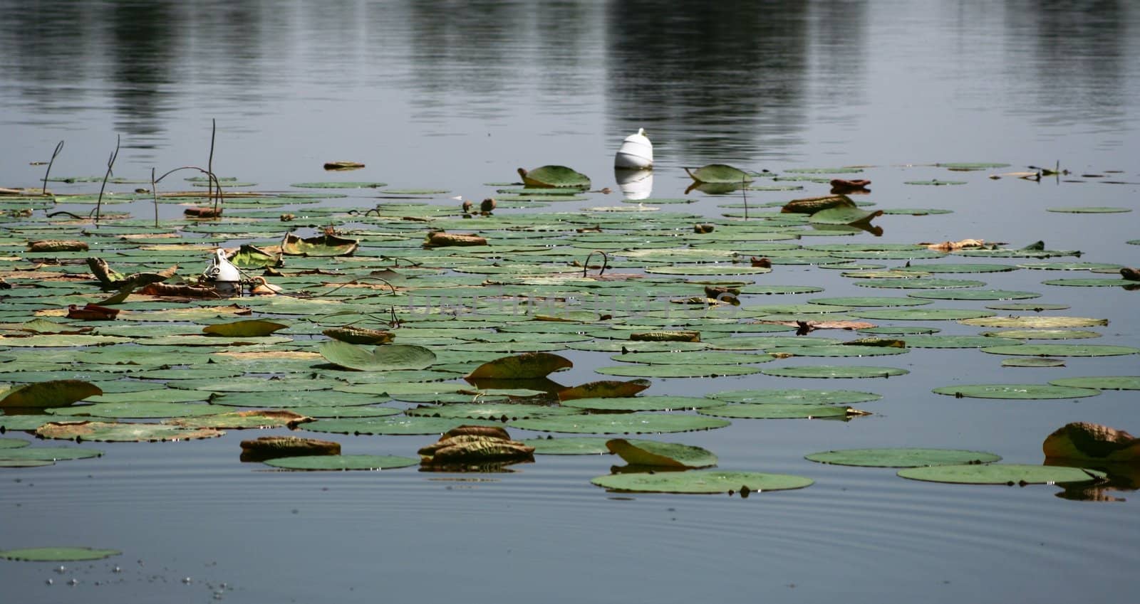 Lotus leaves in lake of Mantova