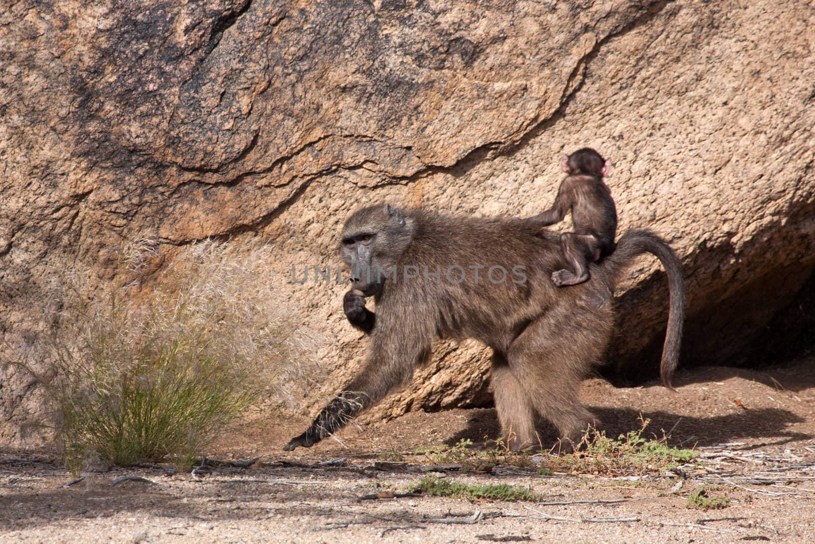 Baboon carrying a baby