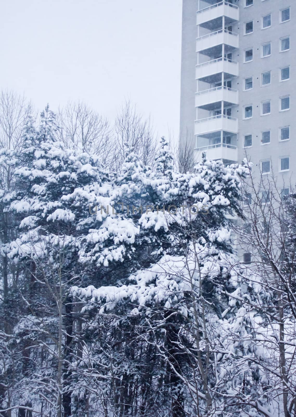 White Winter by JuliaP