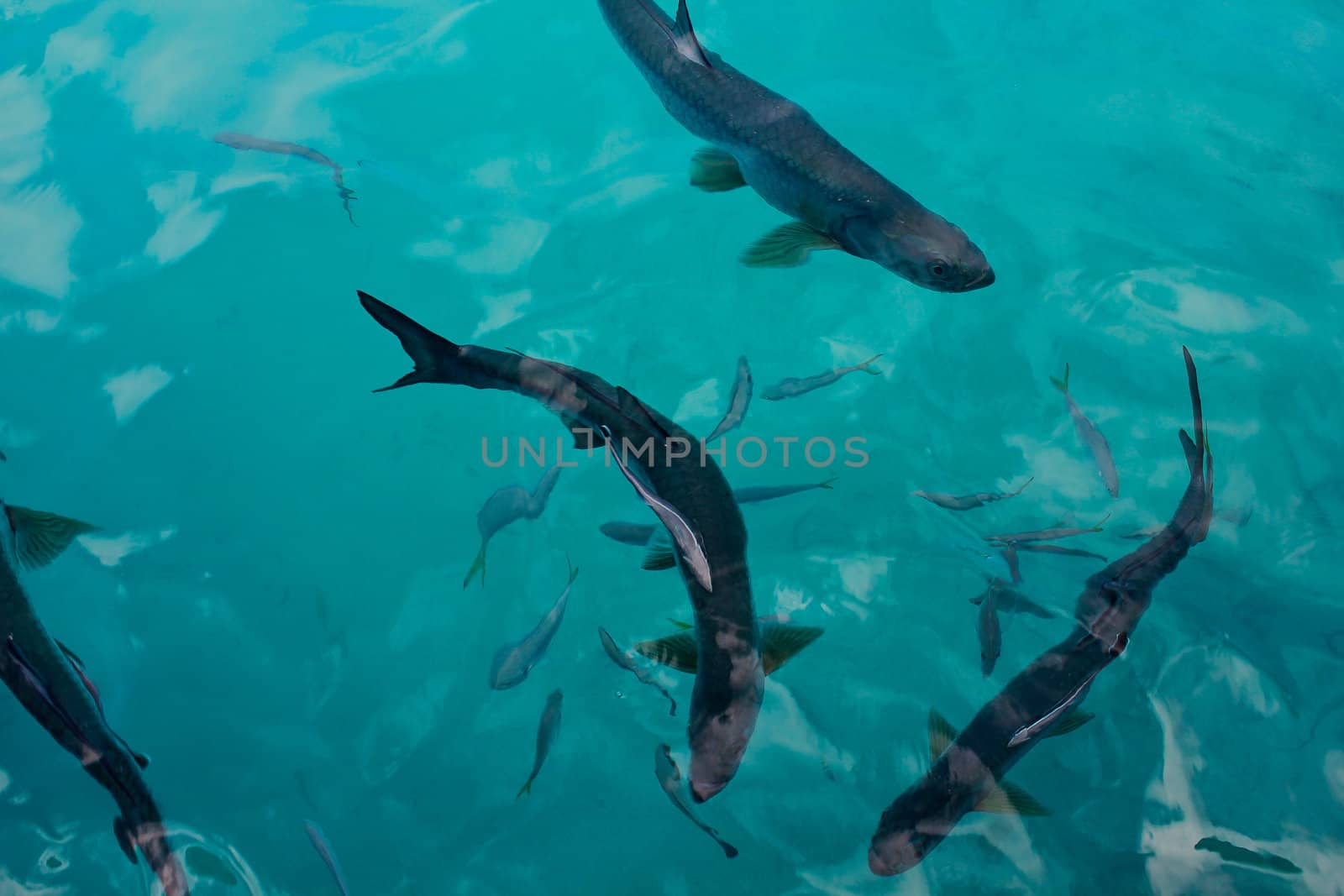 Barracuda in the Caribbean.