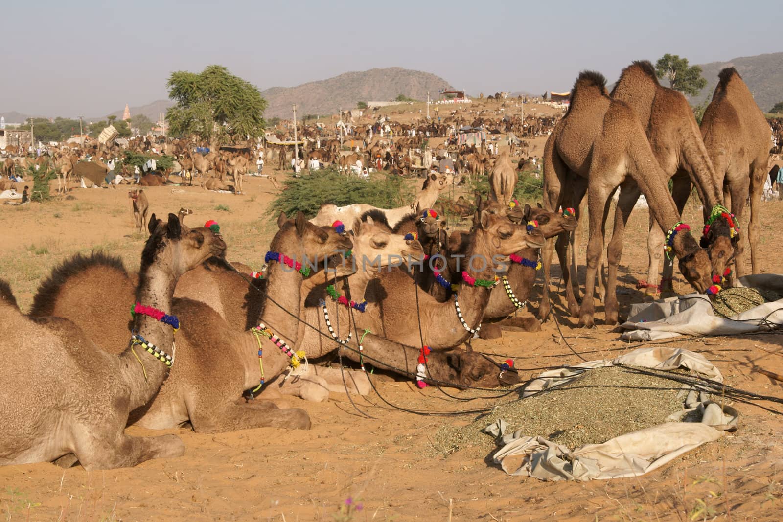 Group of well groomed young camels for sale at the annual Pushkar Fair in Rajasthan, India
