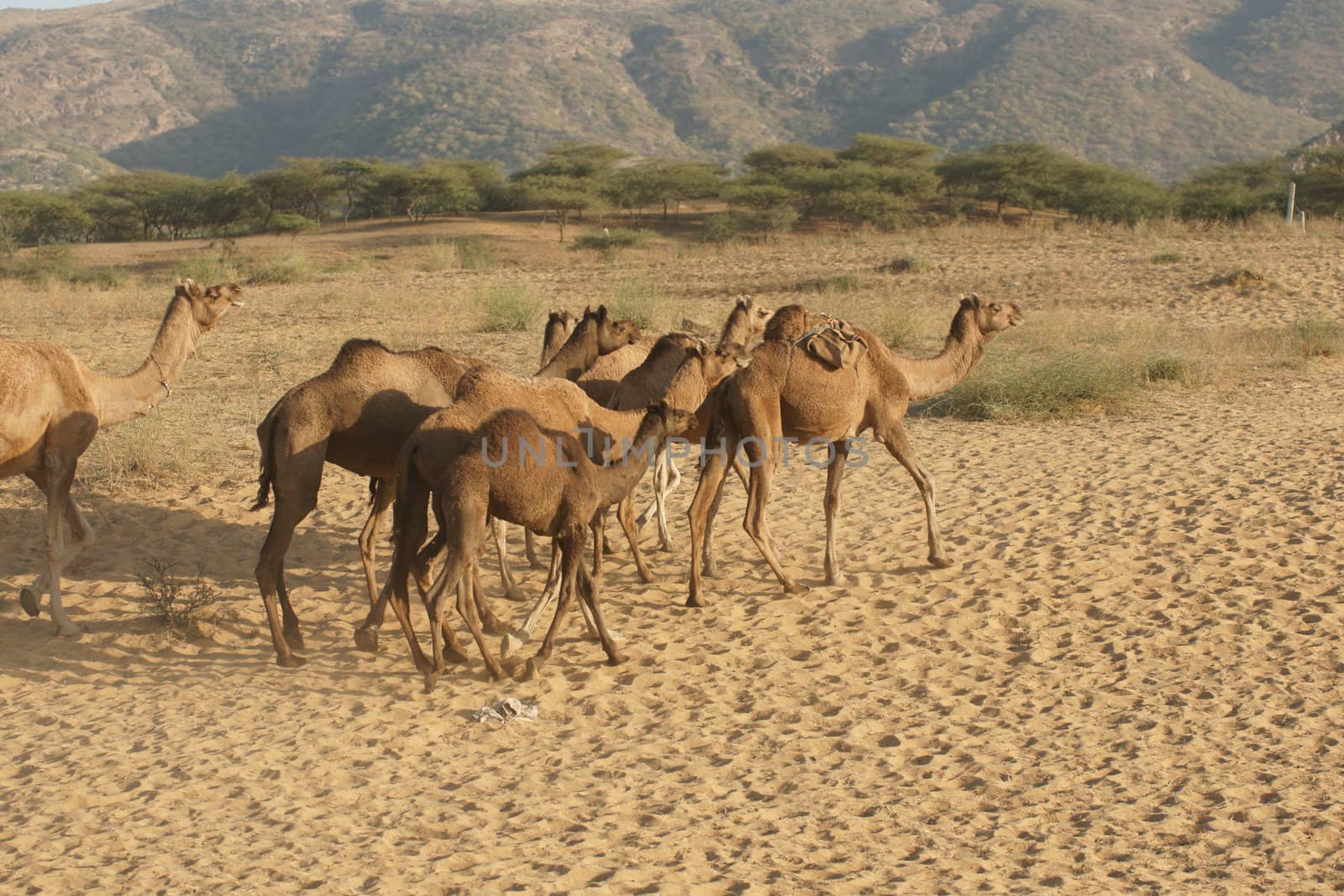 Group of camels crossing sandy desert at the Pushkar Fair in Rajasthan, India