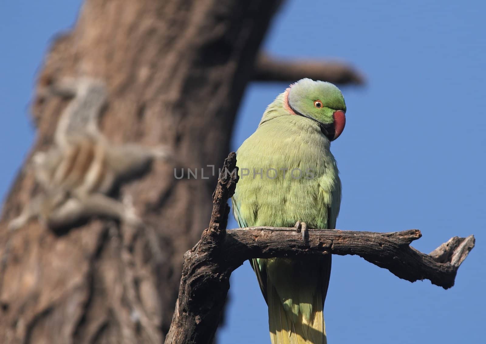 Rose Ringed Parakeet. Green bird perched on a dead tree. Keoladeo Ghana National Park, India
