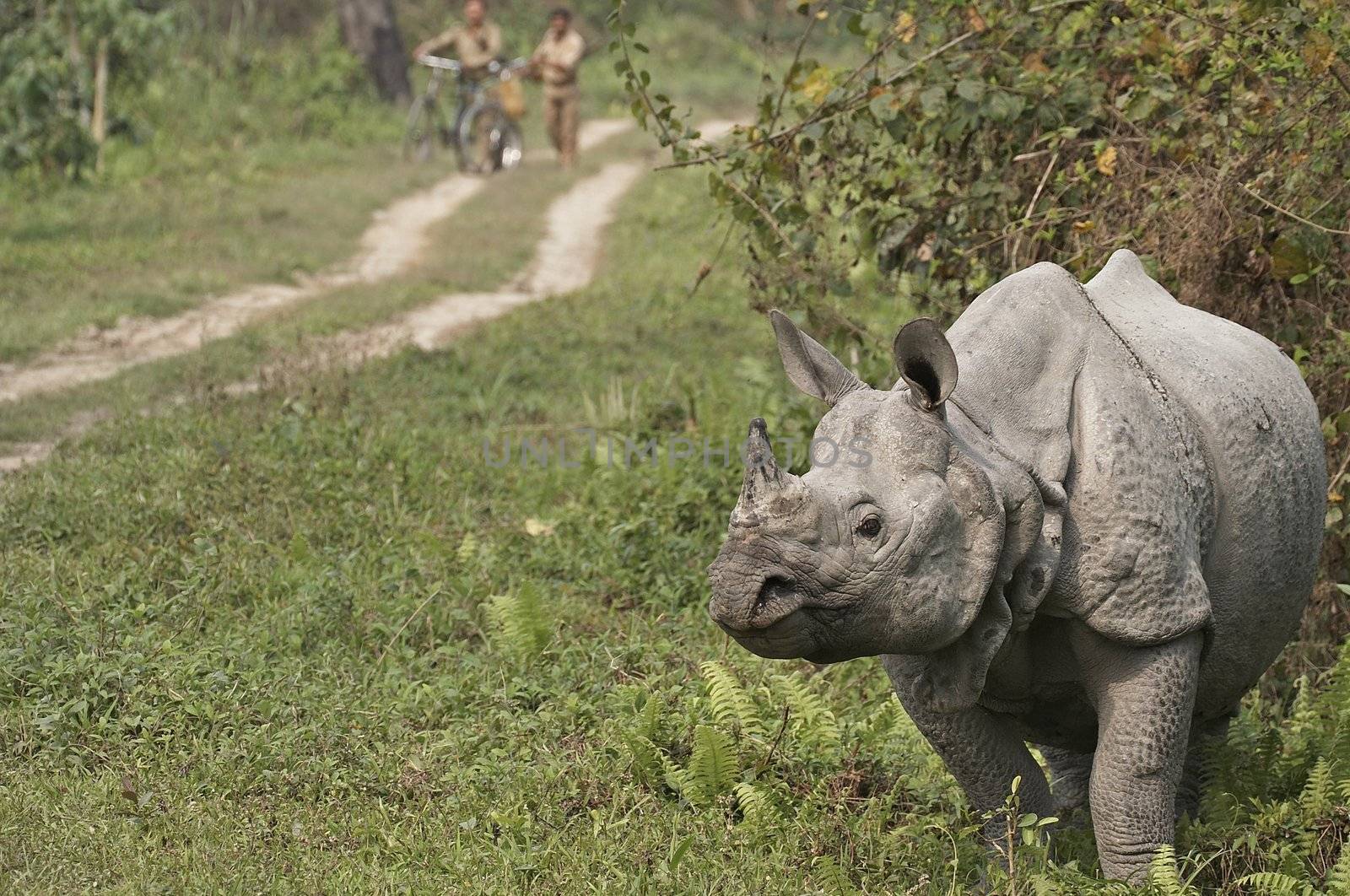 Great Indian One Horned Rhinoceros in Kaziranga National Park, Assam, India