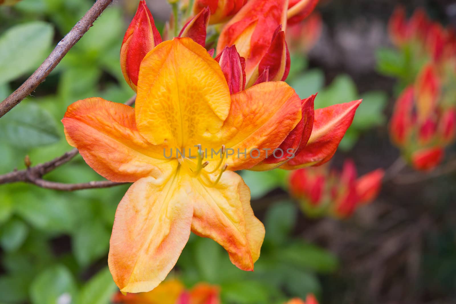 Azalea Mollis Orange Yellow Flower